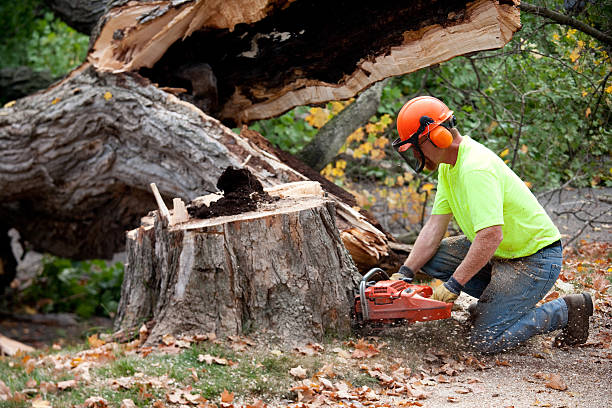 Best Firewood Processing and Delivery  in Seneca Knolls, NY