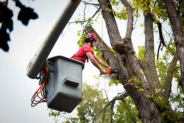 How Our Tree Care Process Works  in  Seneca Knolls, NY