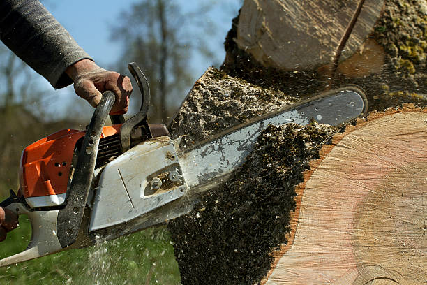 Best Tree Removal  in Seneca Knolls, NY